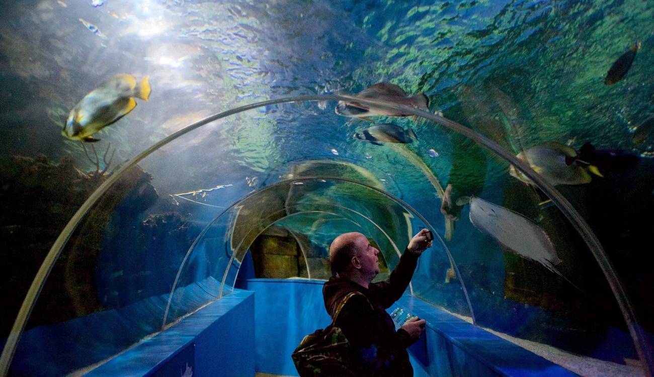blue reef aquarium