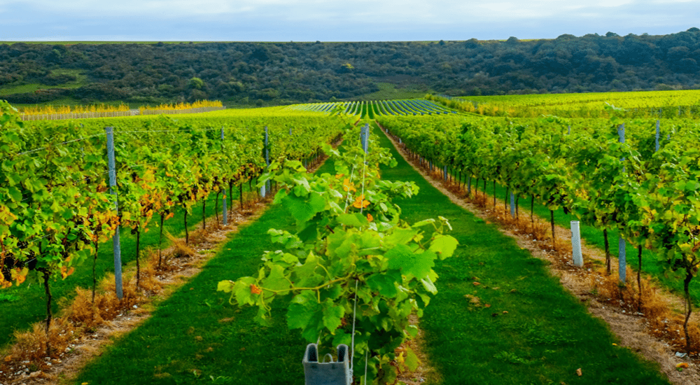 Vineyards In East Sussex