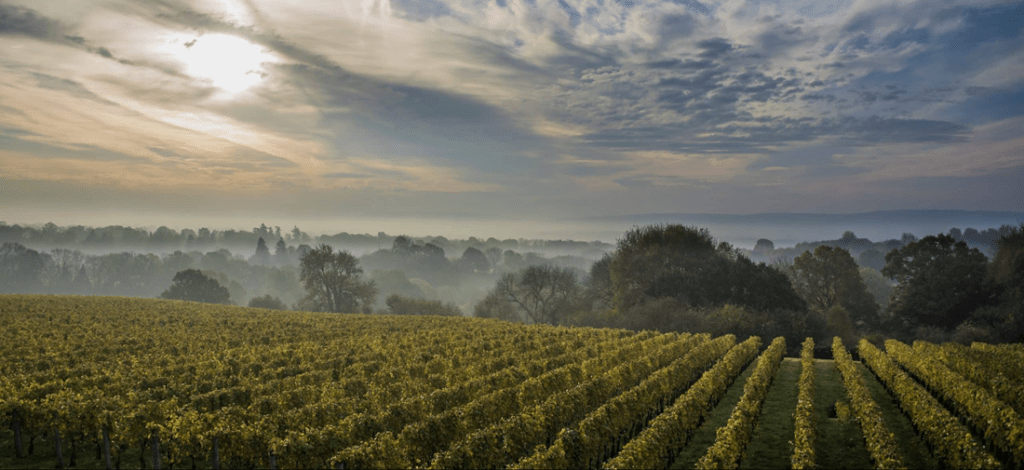 Best Vineyards Near Hastings