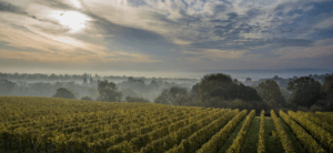 Best Vineyards Near Hastings
