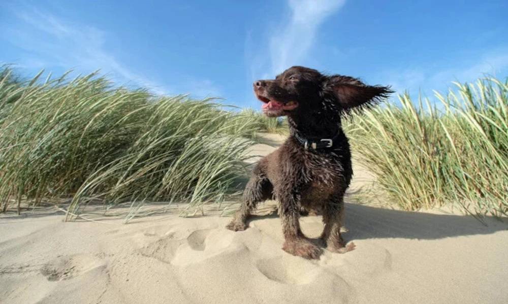 Dog walking on Camber Sands beach