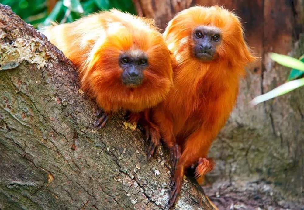 Two golden lion tamarins at Drusillas Park