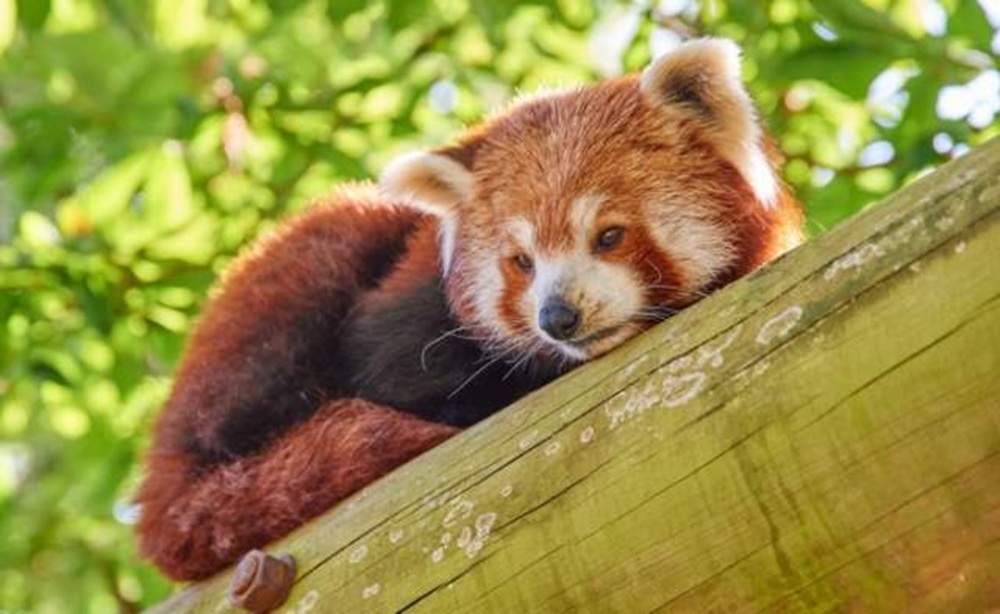 Red panda at Drusillas Park
