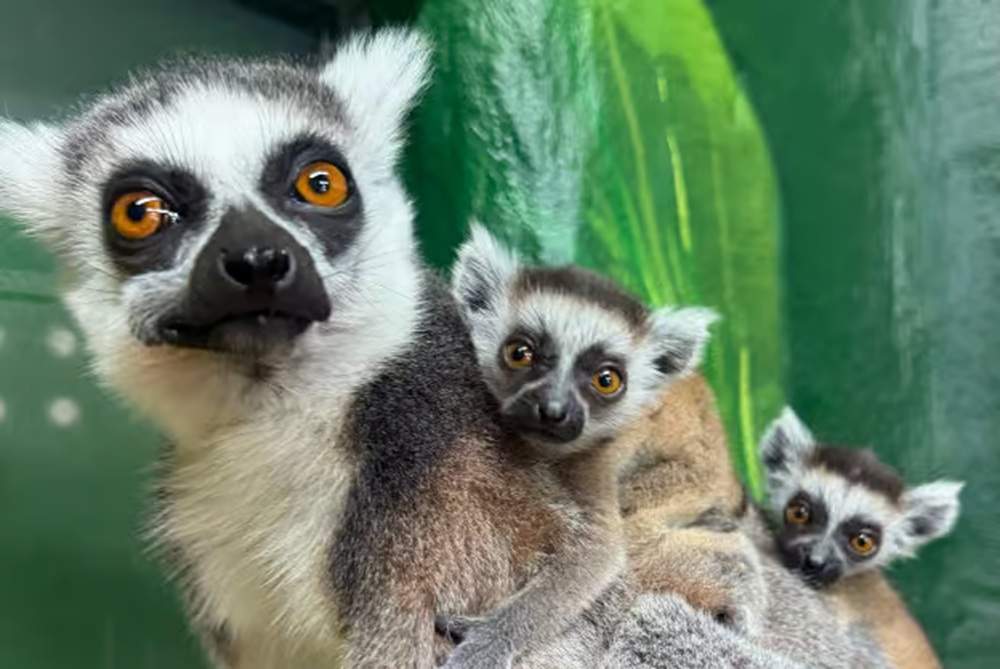 One adult and two baby ring tailed lemurs at Drusillas Park
